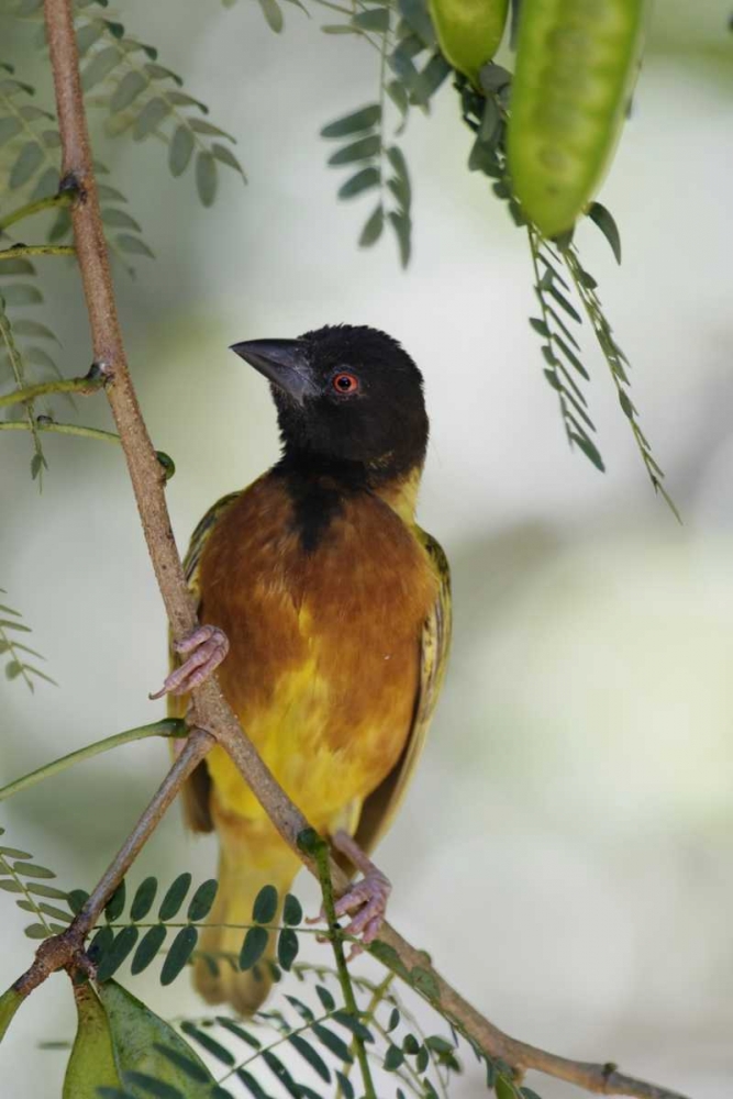 Kenya Jacksons golden-backed weaver perched